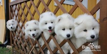 狗产后多久可以出门