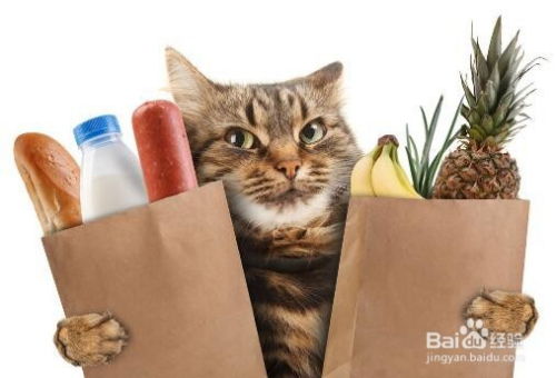 哪些食物猫不能吃