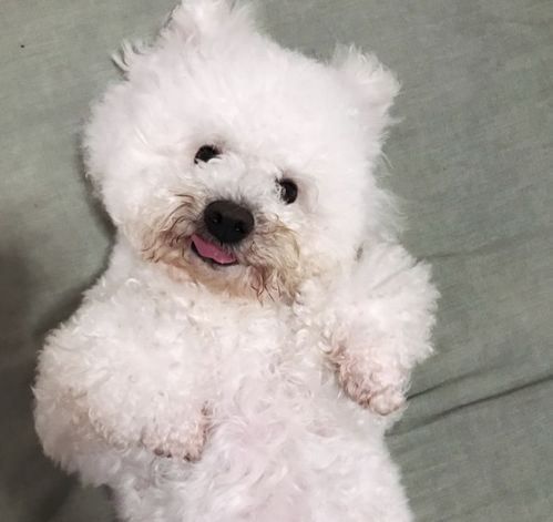比熊犬易患哪些病