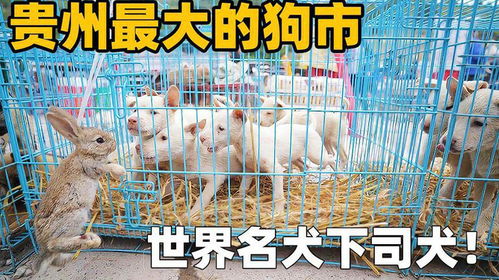 贵州哪里有狗市