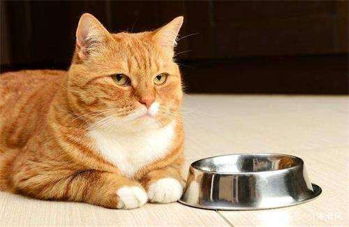 哪些东西猫不可以吃