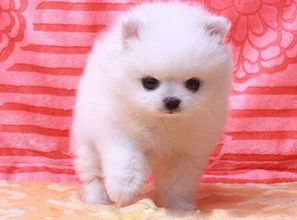 俊介犬在哪里卖