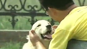 如何训教幼犬