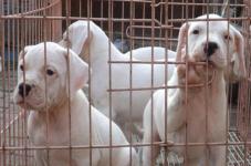 杜高犬母了怎么样