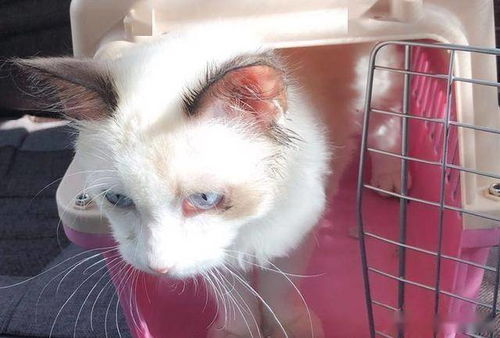 哪里买猫最好又实惠