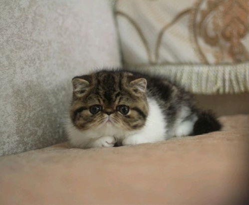 加菲猫和波斯猫哪个好