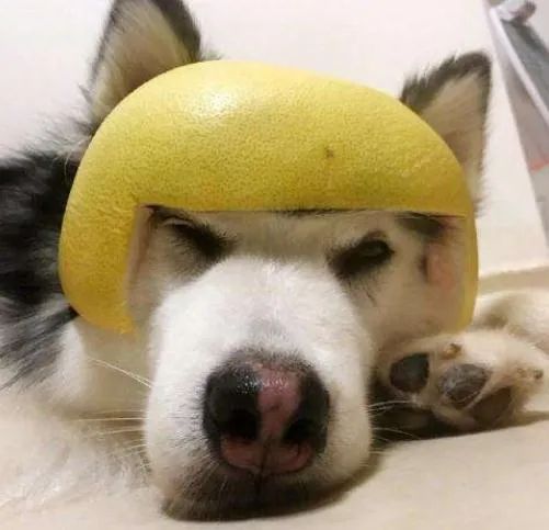 狗狗能吃柚子吗