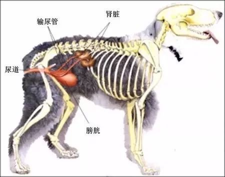 母狗的子宫位置在哪里