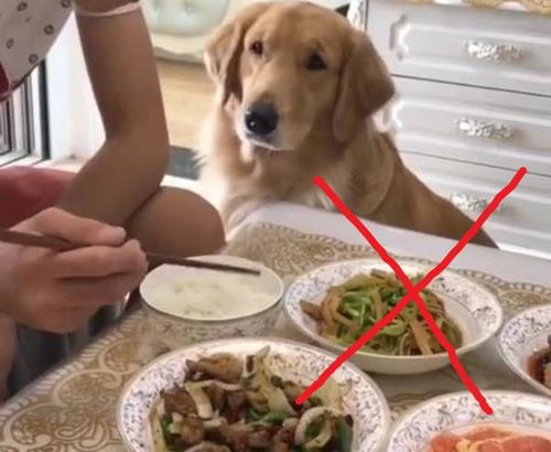 狗狗最讨厌人摸哪里