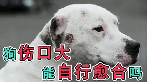 狗狗受伤后多久伤口愈合