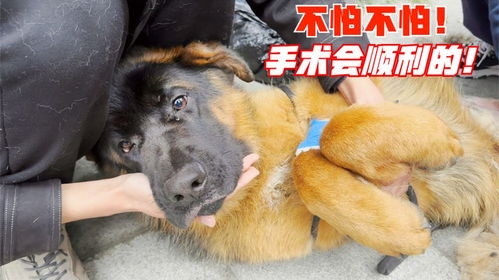 狗狗手术后疼痛多久