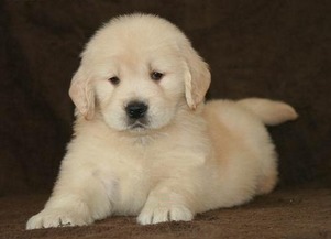 金毛幼犬哪里