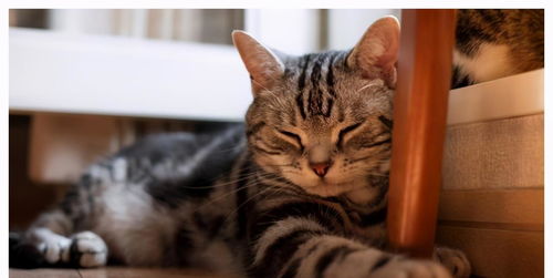 猫可以独自在家多久