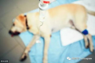 狗狗中暑后的症状有哪些
