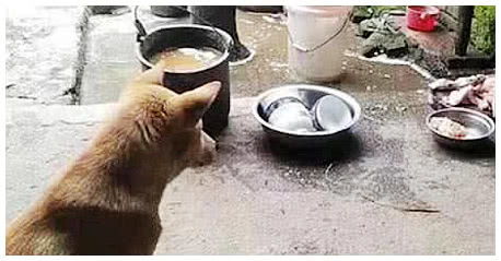鸡架子煮多久给狗