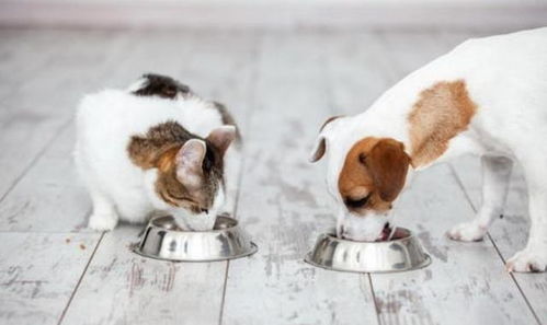 狗吃到猫粮会怎么样