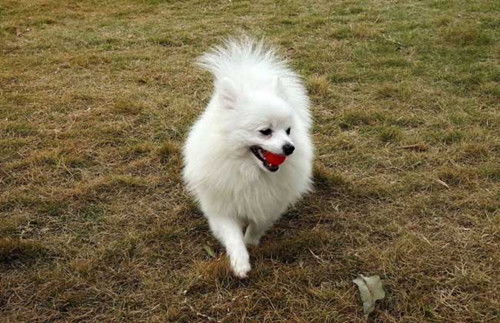 博美犬喝水多久喝