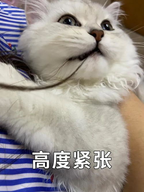 猫绝育后喷药多久
