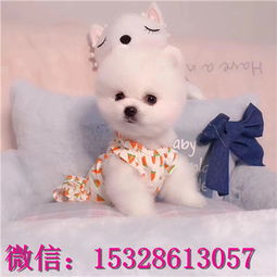 哪里买俊介犬