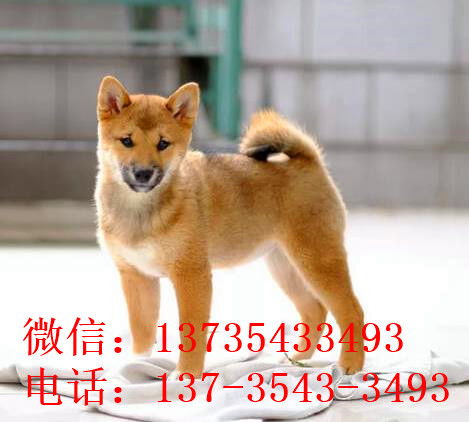 上海哪里能买到纯种柴犬