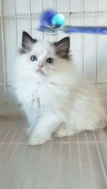 如何购买布偶猫