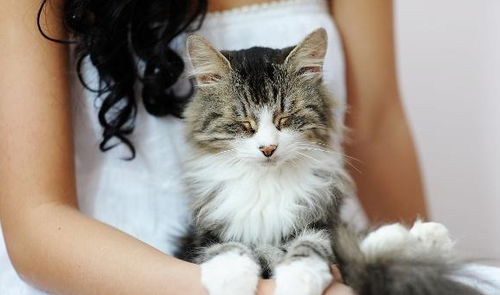 养猫之前要做哪些准备