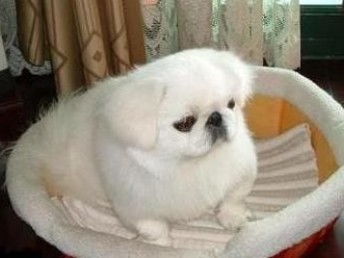 哪里有卖京巴犬