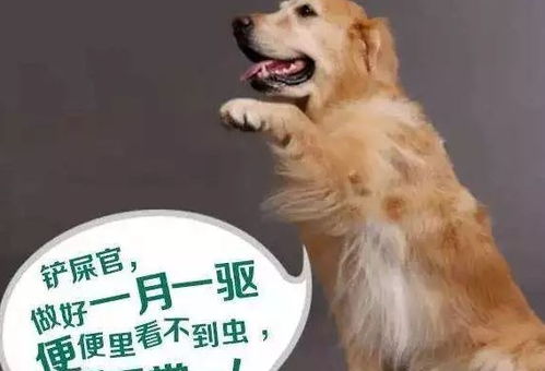 狗狗驱虫拉稀多久能好