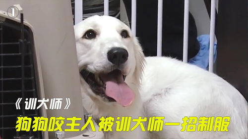 做训犬师怎么样
