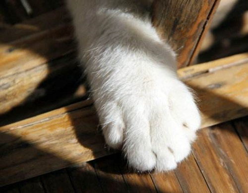 猫补钙吃什么食物有哪些