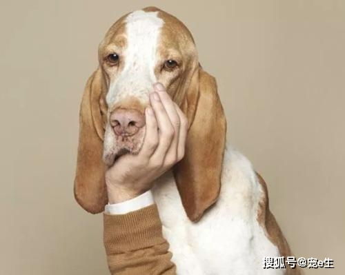 狗的疾病症状有哪些