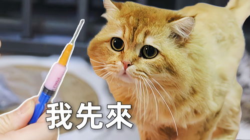 怎么给猫咪打针打哪里