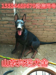 狼青和马犬哪个服从好