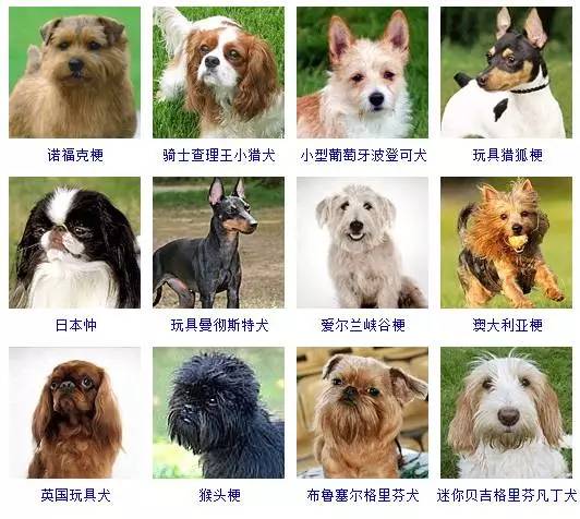 好品种狗有哪些品种