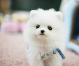 茶杯犬北京哪里有卖