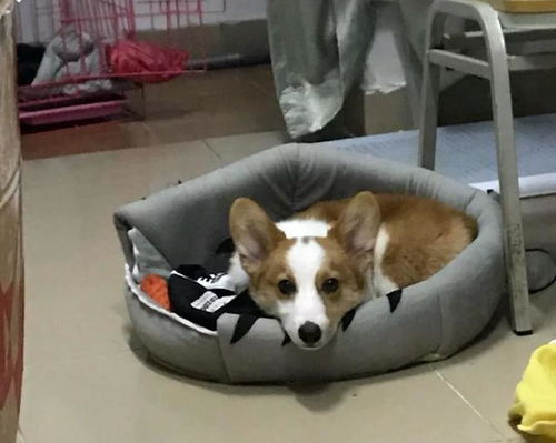 如何在宿舍养狗