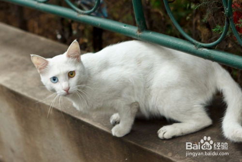 怎么知道猫怀孕多久了