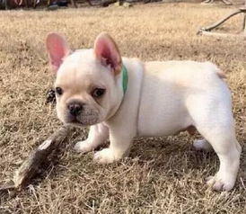 法斗牛犬虎斑怎么样