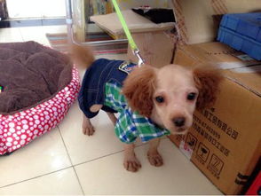 幼犬打完狂犬多久出门