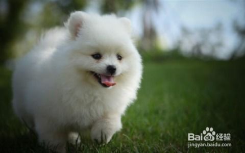 如何训博美犬