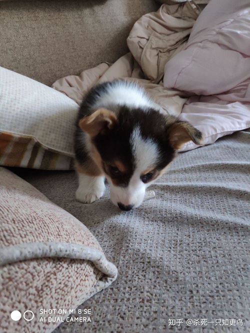 柯基犬和边牧哪个好