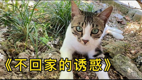 你们多久带猫咪出门