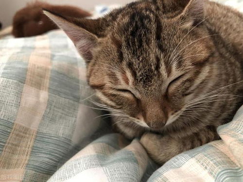 如何和猫咪快速亲近