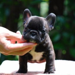 虎斑斗牛犬怎么样