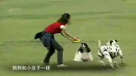 如何训练狗恭喜