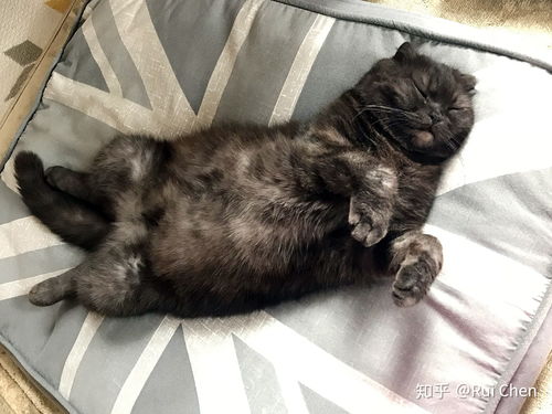 折耳猫发病后能活多久