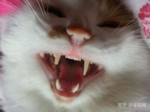 猫猫长牙齿需要多久