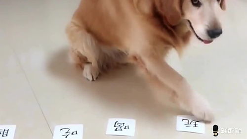 如何教狗识字