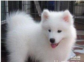 萨摩耶幼犬晚上睡多久