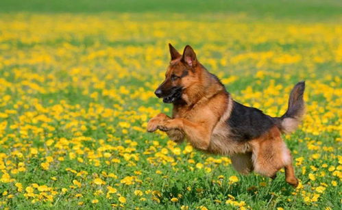 马犬和德牧哪个更护住
